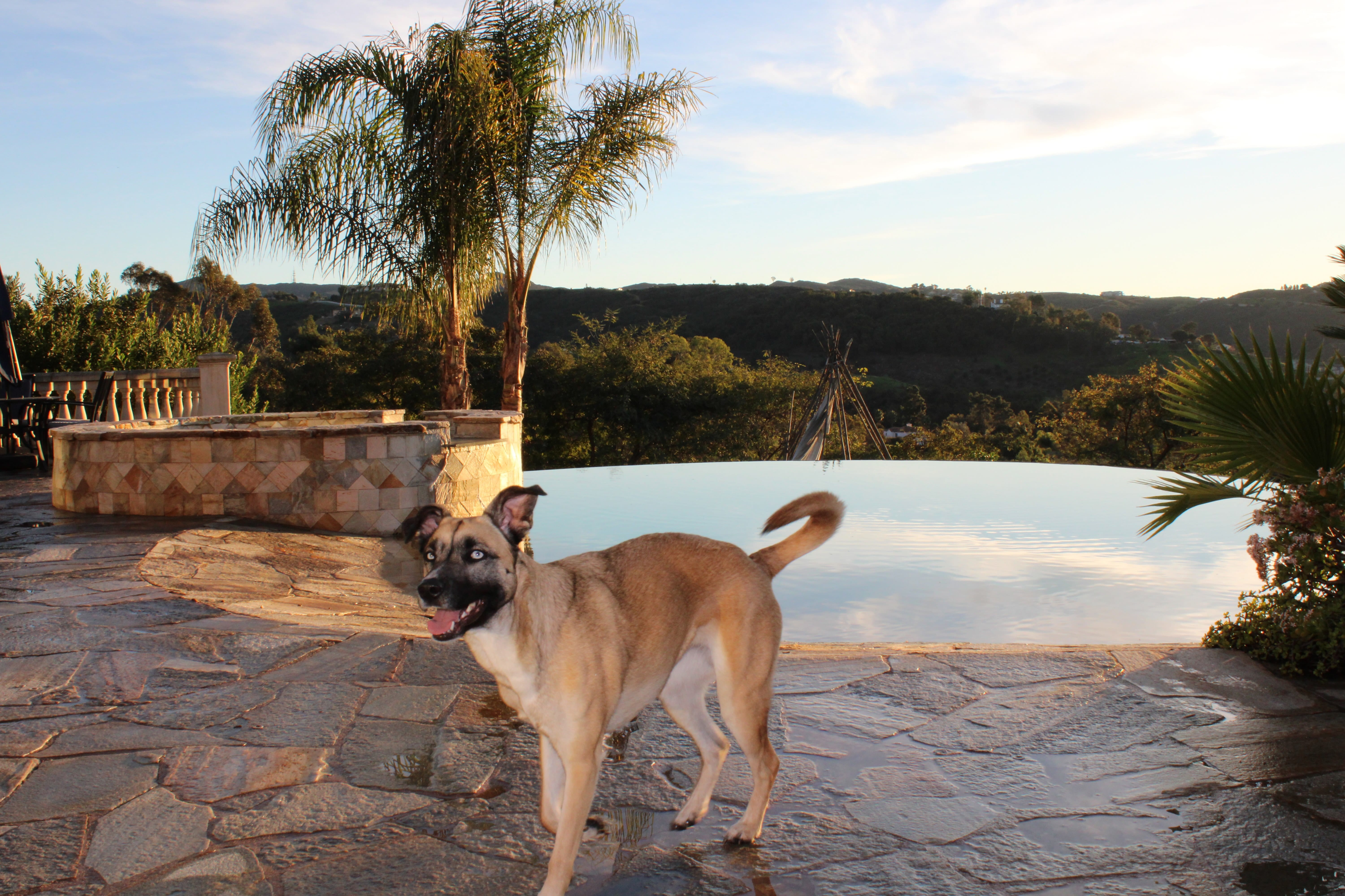 Dog standing on patio with sunset in background at Lucid Oceanside pet friendly rehab.