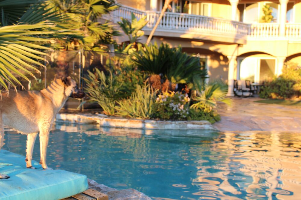 Dog standing over pool at Lucid Oceanside pet friendly rehab.