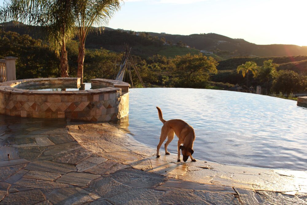 Dog standing on patio with sunset in background at Lucid Oceanside pet friendly rehab.